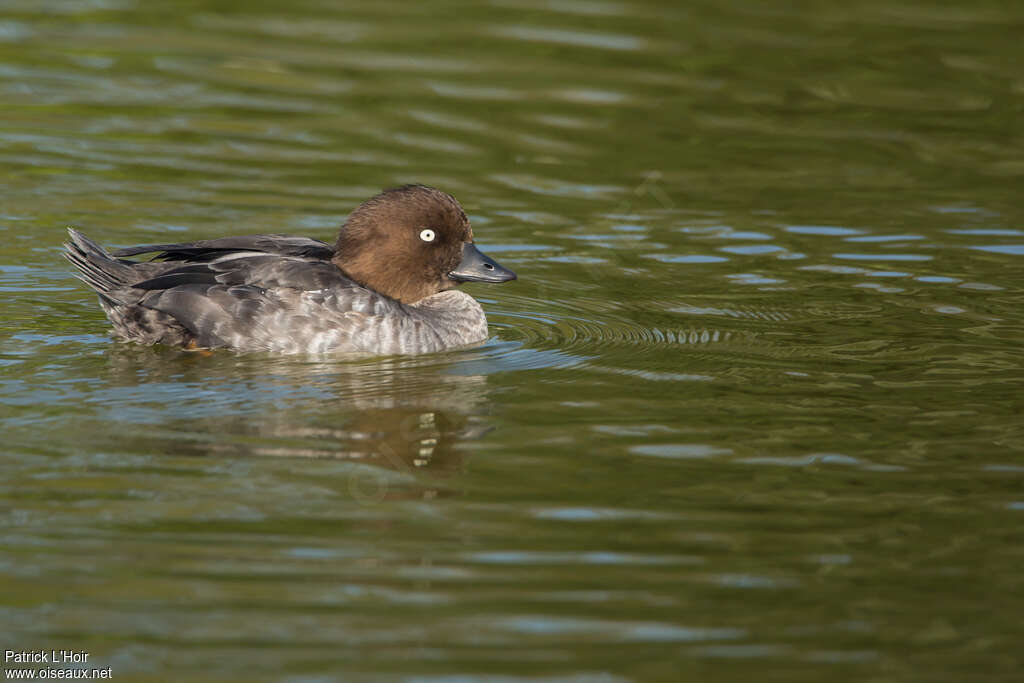 Garrot à oeil d'or femelle adulte, identification