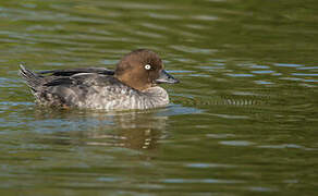 Common Goldeneye