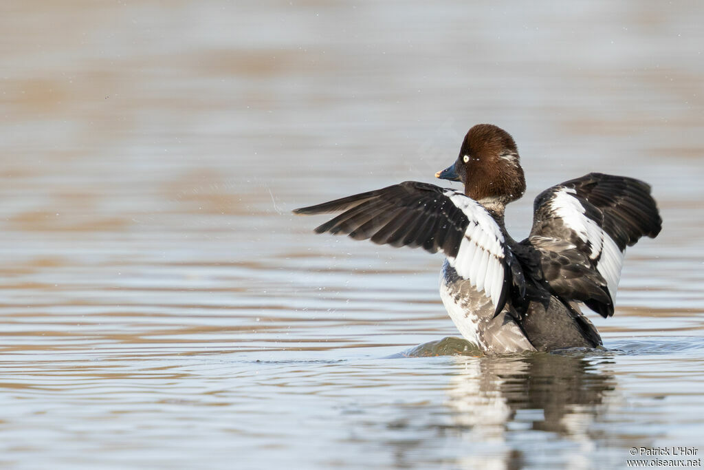 Common Goldeneye female adult post breeding