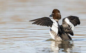 Common Goldeneye