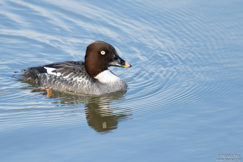 Common Goldeneye