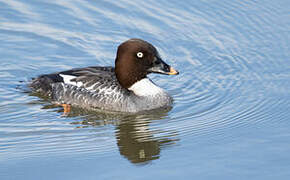 Common Goldeneye