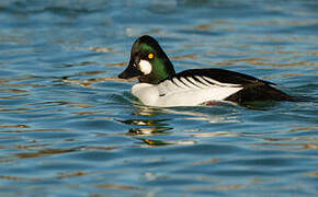 Common Goldeneye