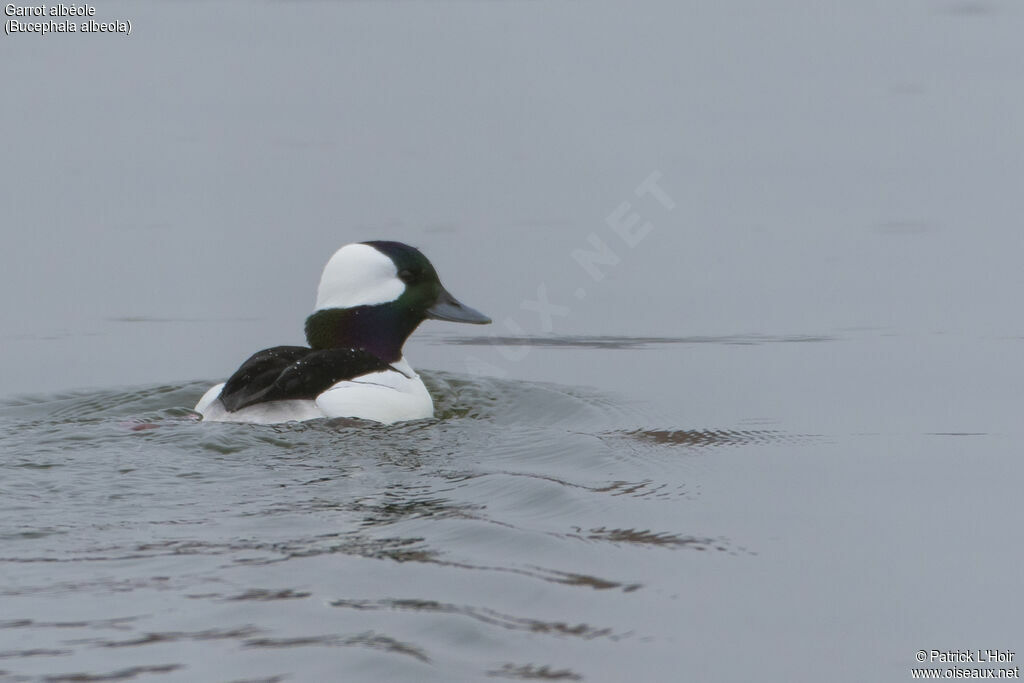 Bufflehead male