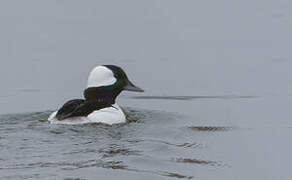 Bufflehead