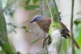 Ashy-headed Laughingthrush