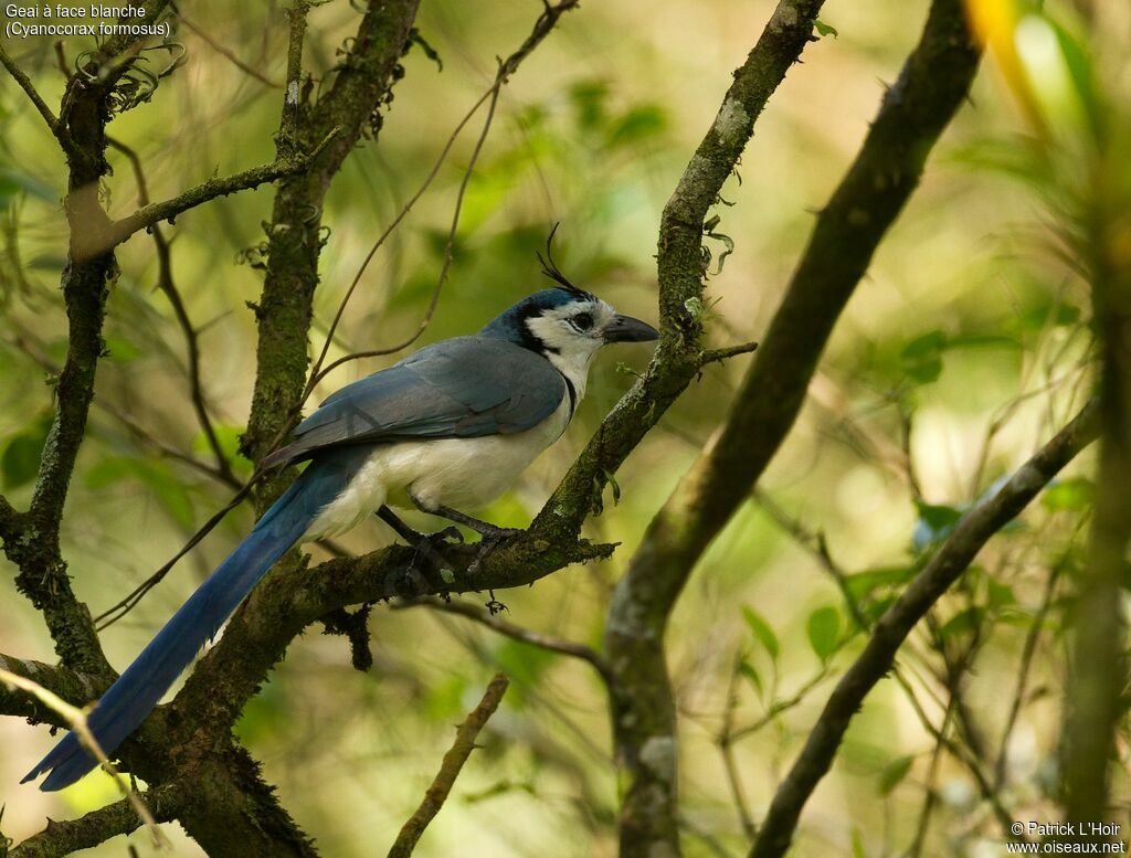 White-throated Magpie-Jayadult