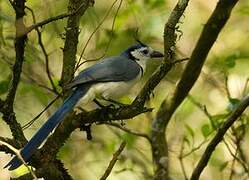 White-throated Magpie-Jay