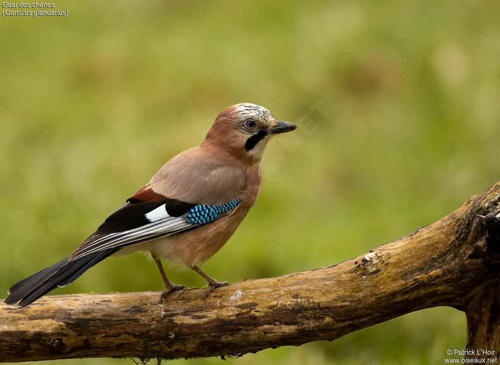 Eurasian Jay