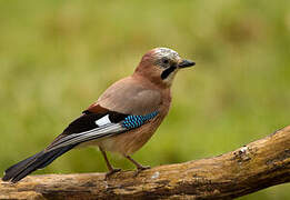 Eurasian Jay