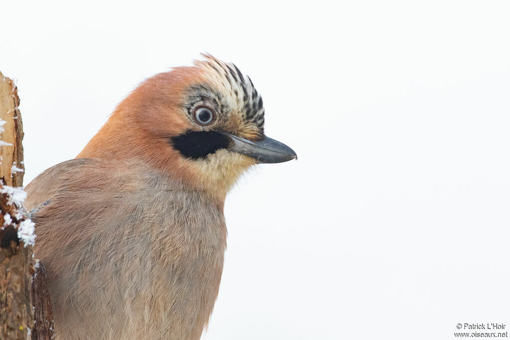 Eurasian Jay