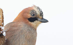 Eurasian Jay