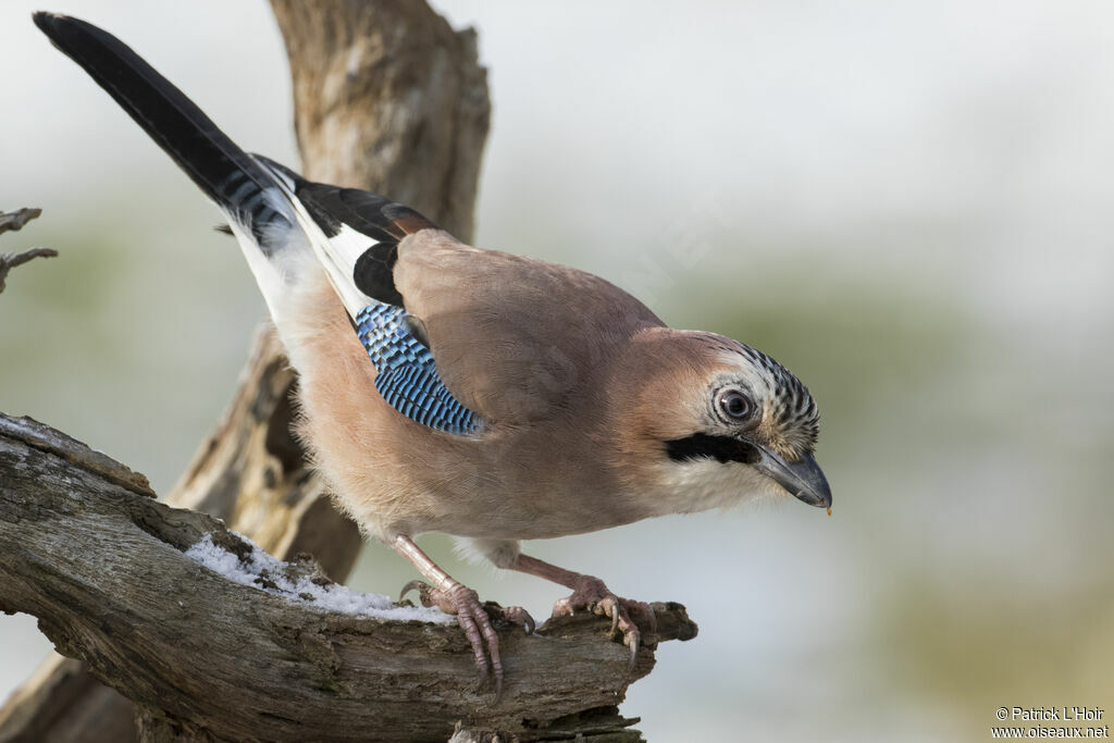 Eurasian Jay