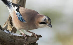 Eurasian Jay