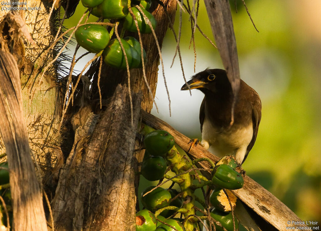 Brown Jayadult, feeding habits