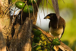 Brown Jay