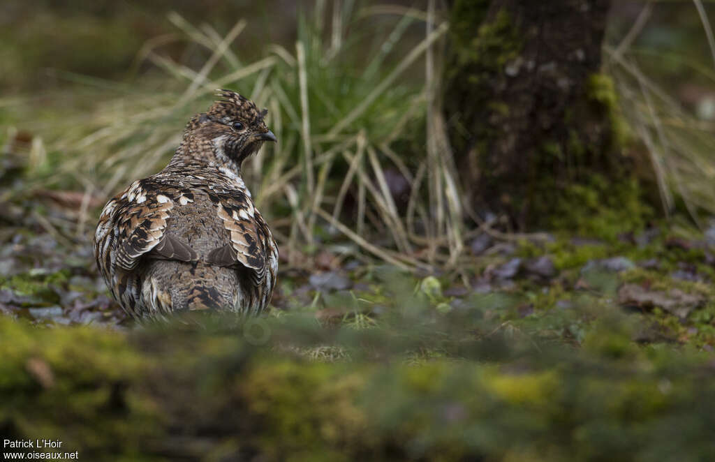 Gélinotte des bois femelle adulte, identification