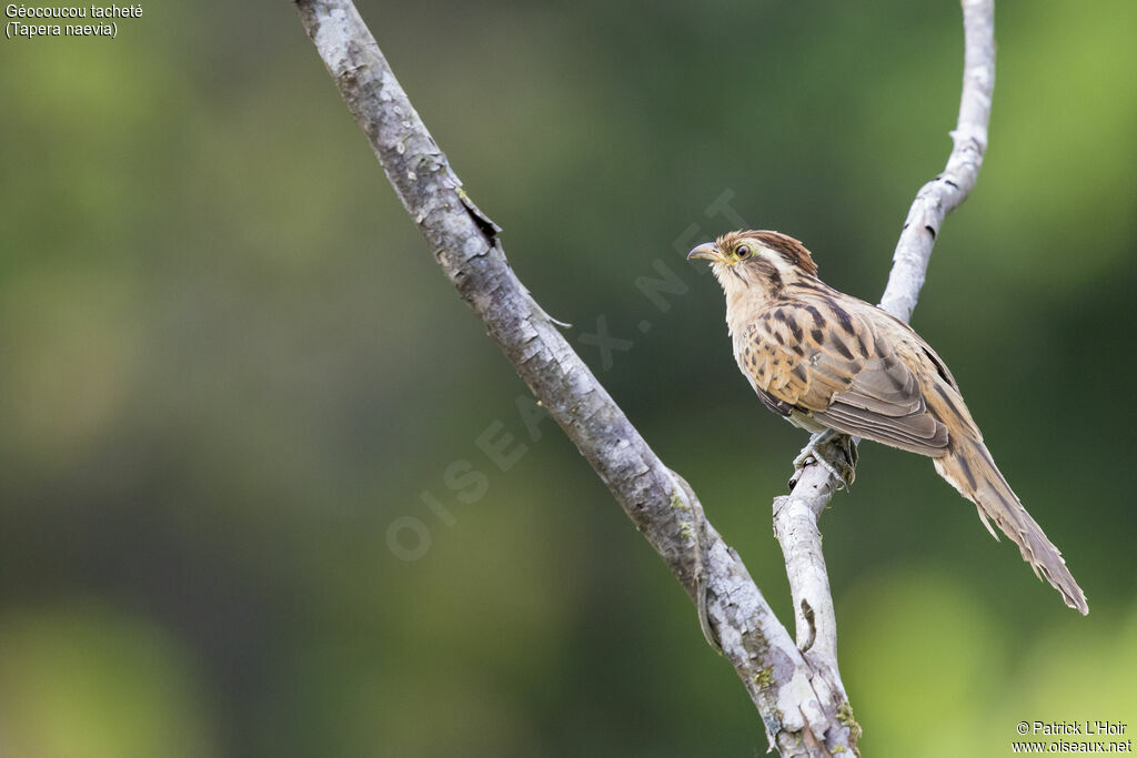 Striped Cuckoo