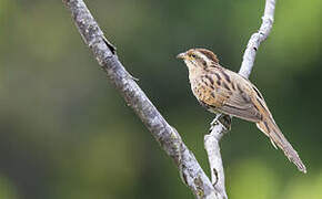 Striped Cuckoo