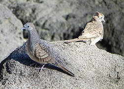 Zebra Dove