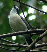 Bocage's Bushshrike