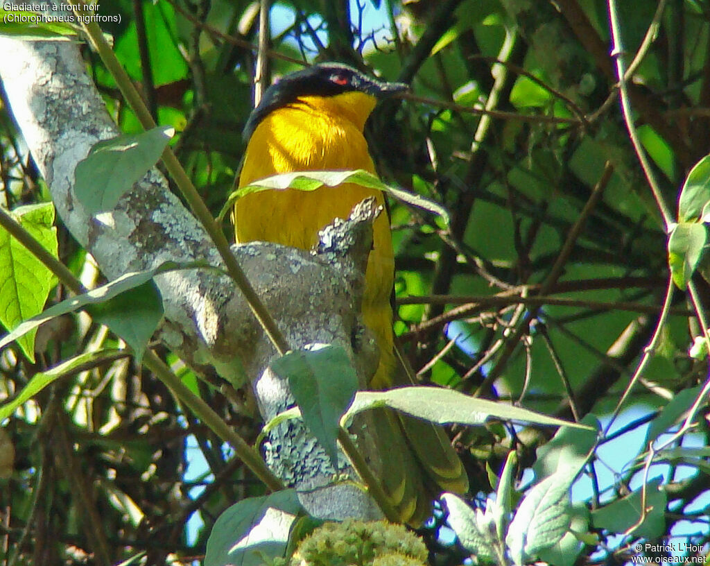 Black-fronted Bushshrike