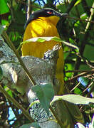 Black-fronted Bushshrike