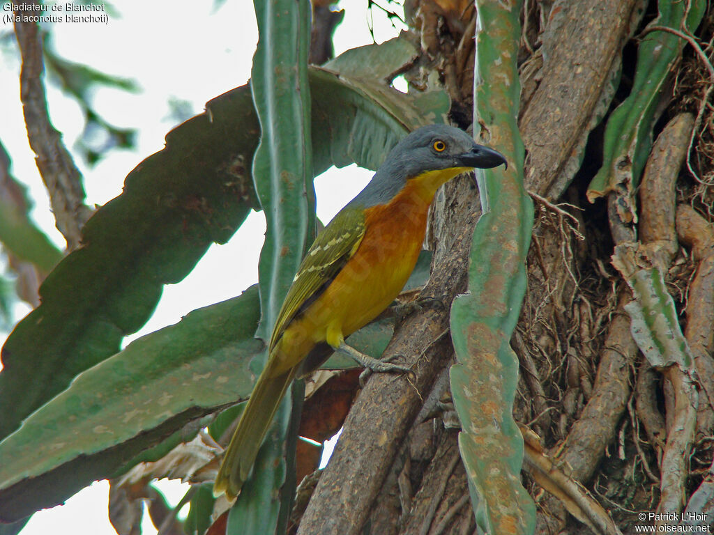 Grey-headed Bushshrike