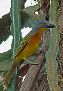 Grey-headed Bushshrike