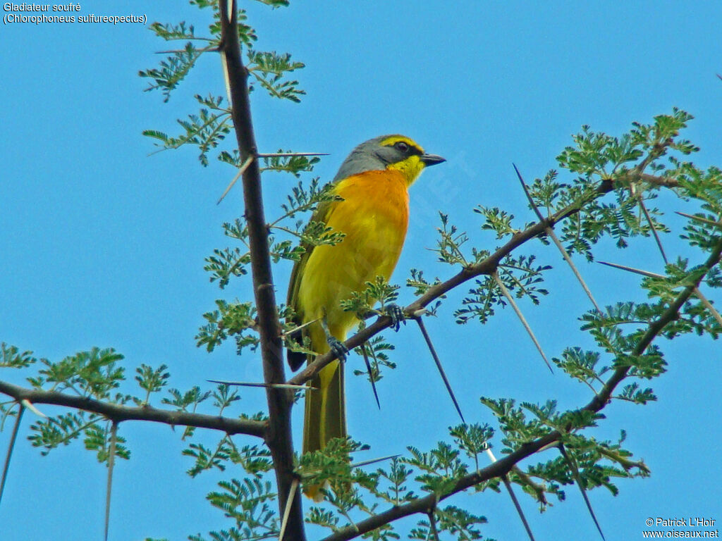 Orange-breasted Bushshrike