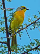 Orange-breasted Bushshrike