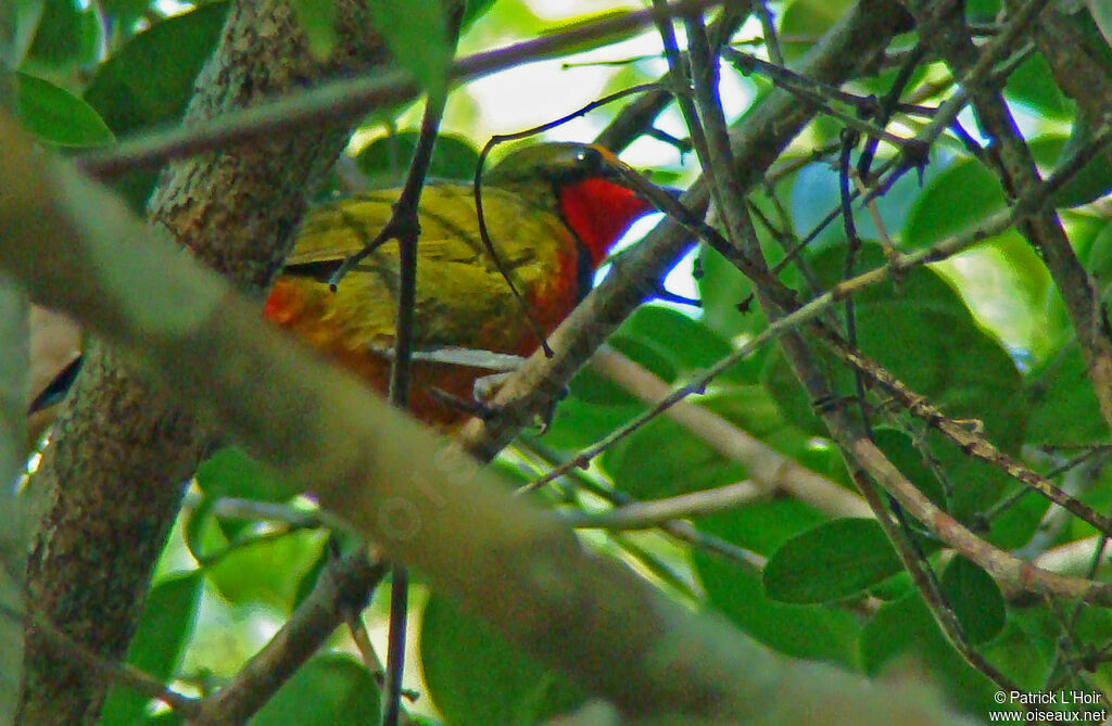 Gorgeous Bushshrike