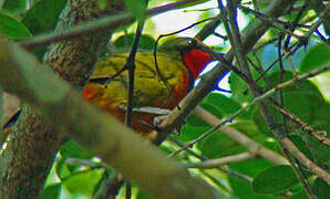 Gorgeous Bushshrike