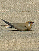 Collared Pratincole