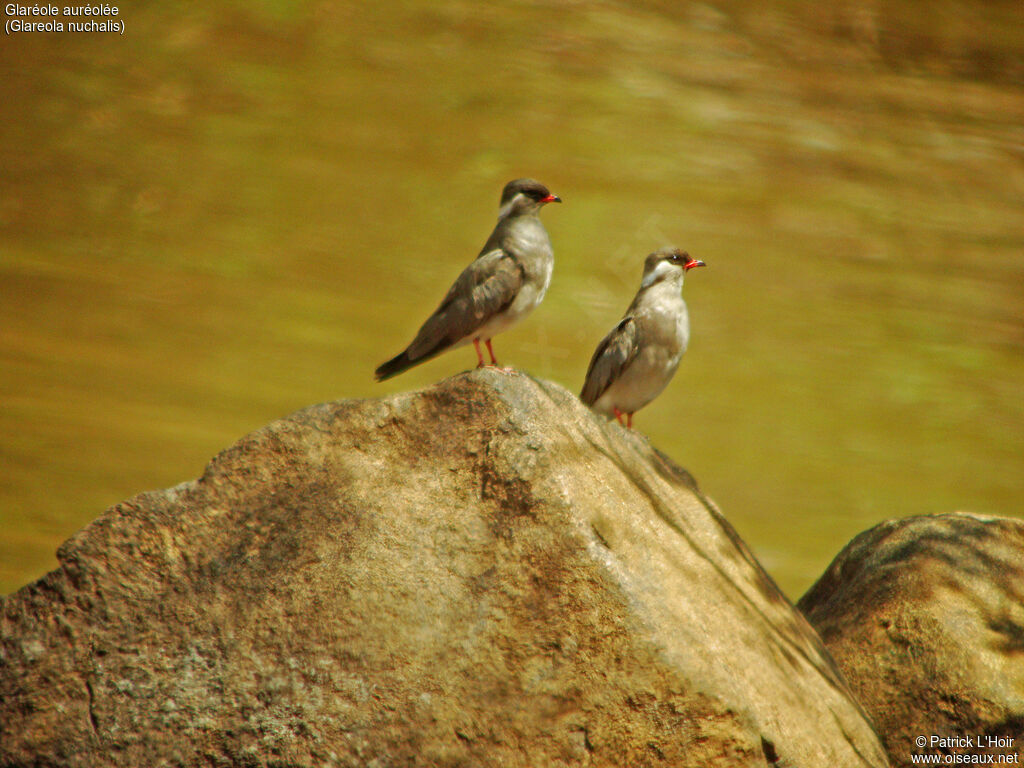 Rock Pratincole