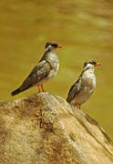 Rock Pratincole