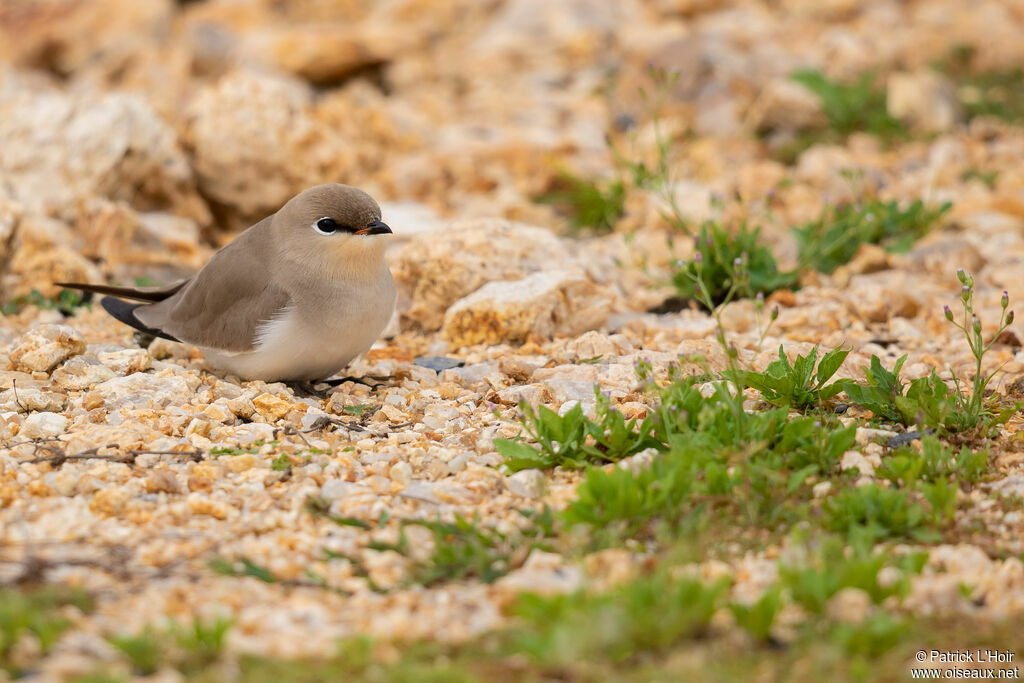 Small Pratincole