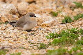 Small Pratincole