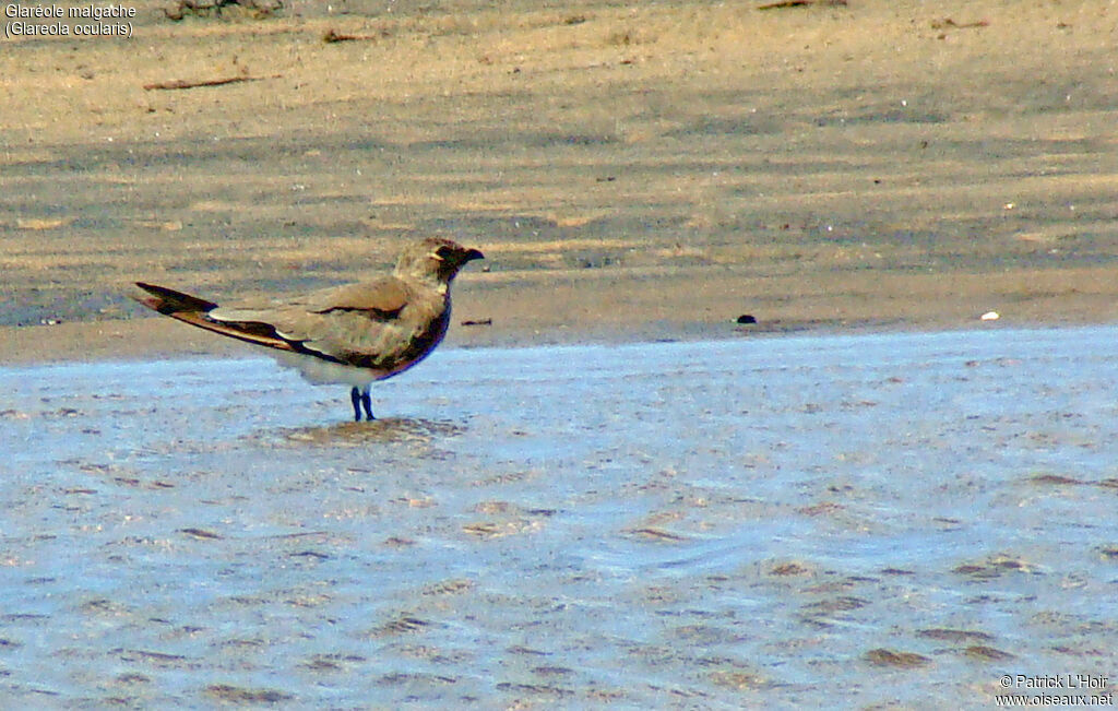 Madagascan Pratincole