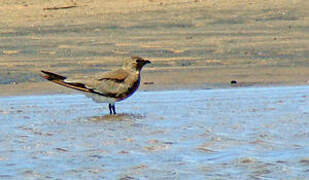 Madagascar Pratincole