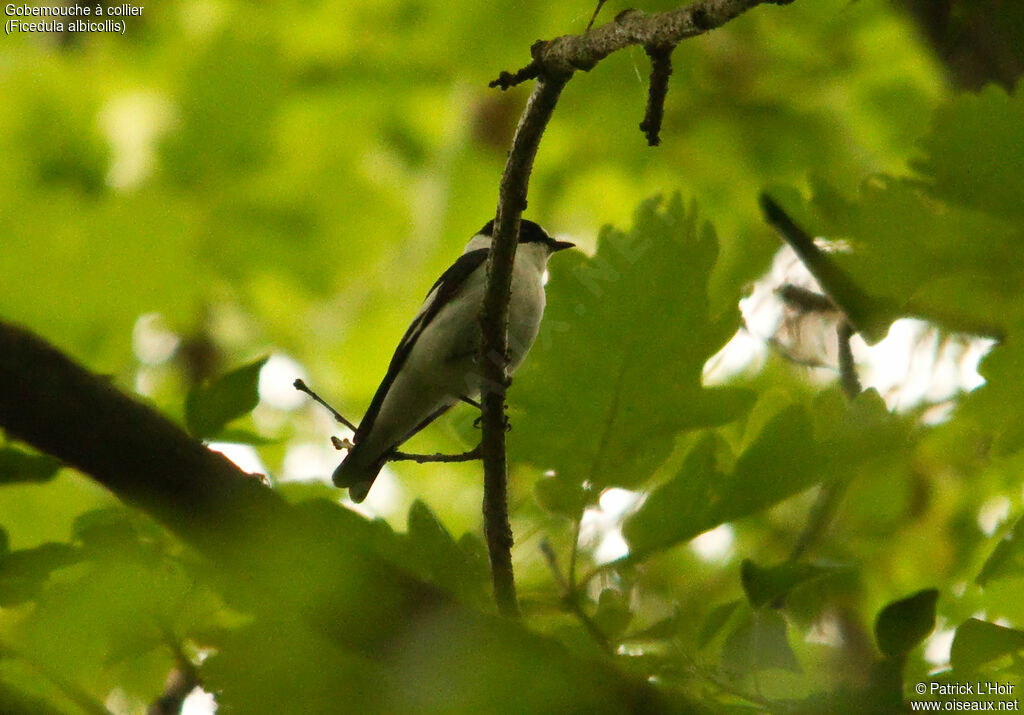 Collared Flycatcher