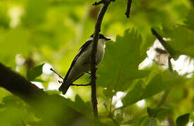 Collared Flycatcher