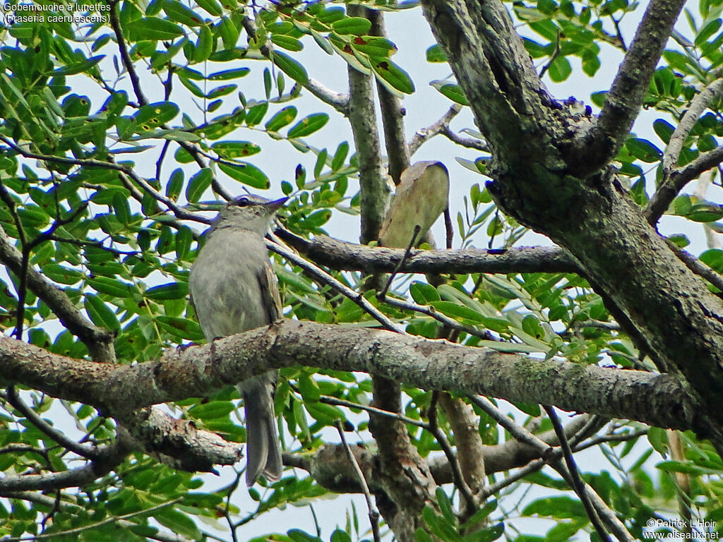 Ashy Flycatcher