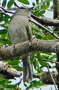 Ashy Flycatcher