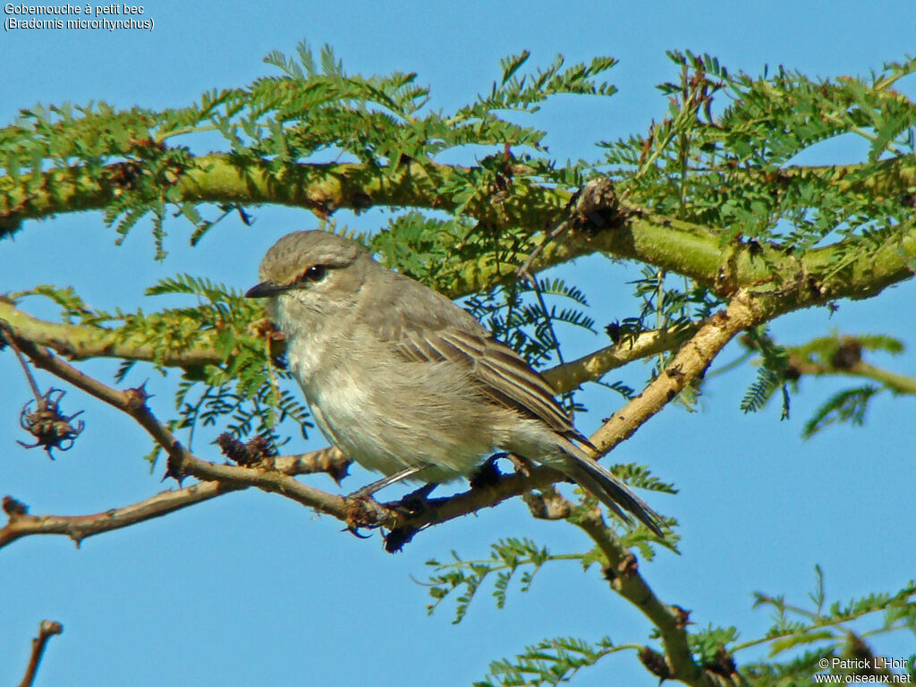 African Grey Flycatcher