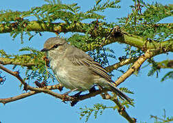 African Grey Flycatcher