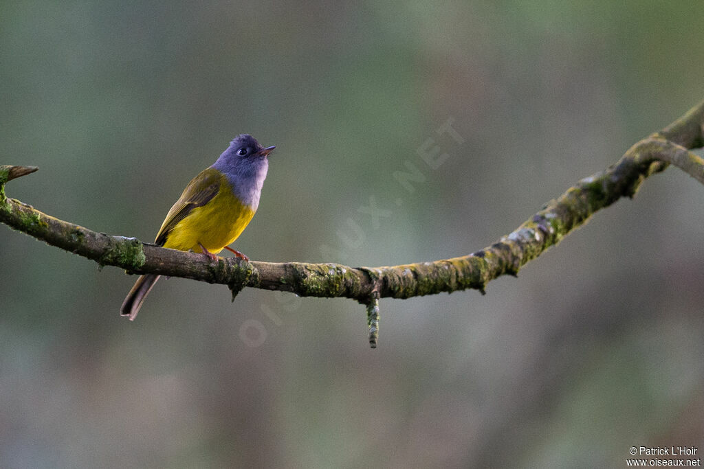 Grey-headed Canary-flycatcher