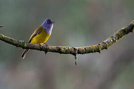 Grey-headed Canary-flycatcher