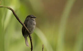 Dusky-blue Flycatcher