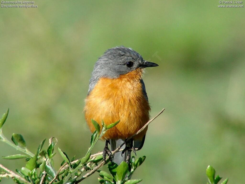 Gobemouche argentéadulte, identification